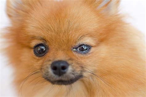 Dog Eye Boogers: 9 Causes & Treatment Options | Pet Keen