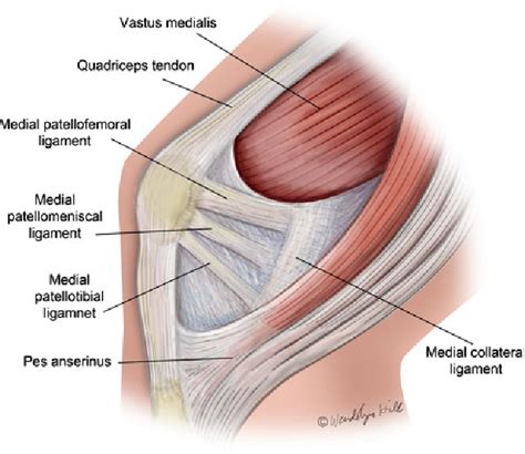 Structure of medial patellar retinaculum | Semantic Scholar