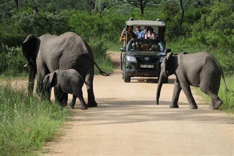 Kruger National Park Safaris | View our Latest Images