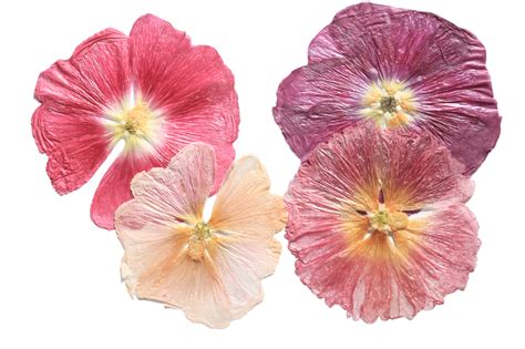 Buy Organic Pressed Edible Flowers - Hollyhock Flowers – Aweside Farm