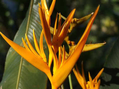 Free Images : nature, blossom, sunlight, leaf, petal, bloom, floral, orange, tropical, color ...