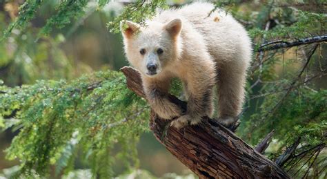 Canada's Great Bear Rainforest - Griffin Museum of Science and Industry