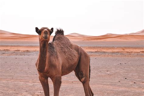 The Sahara Desert (Morocco): A Quick Guide - Rachel En Route