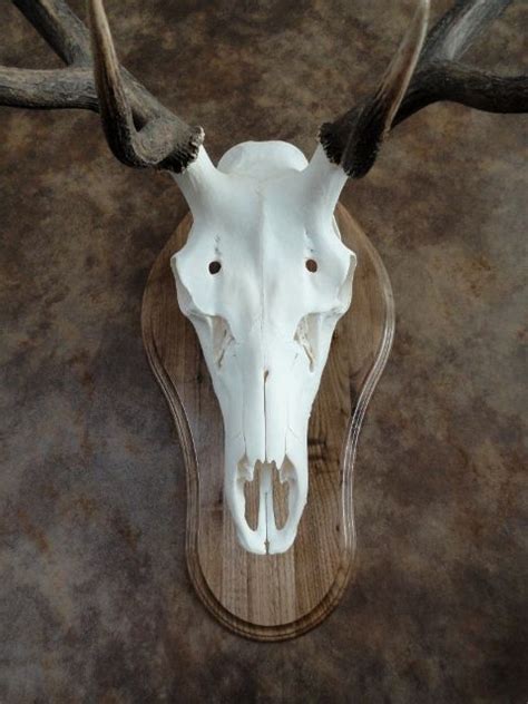 an animal's skull is mounted on a wooden plaque in the shape of a deer ...