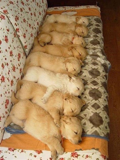 32 Cute sleeping puppies (32 pics) | Amazing Creatures