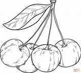 Cherries coloring page  Free Printable Coloring Pages sketch template