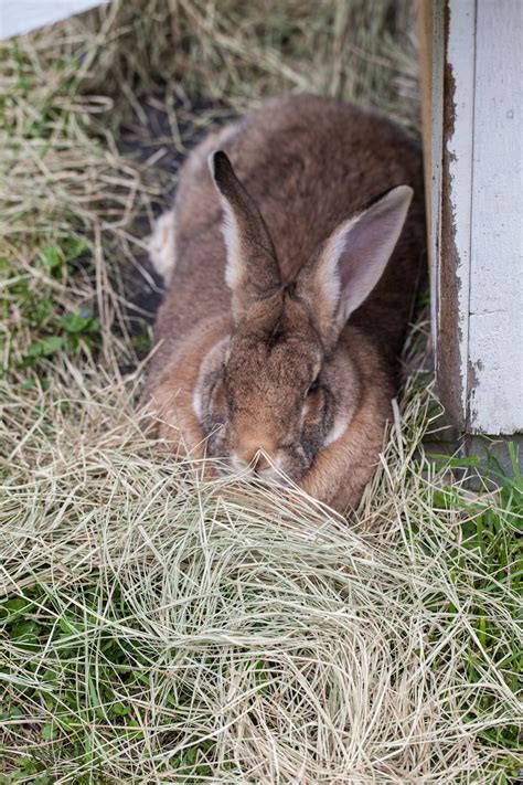 European Rabbit | Cute animals, Animals, In the zoo