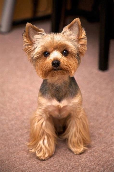 Best Dog Grooming Styles of the decade The ultimate guide | hencoop