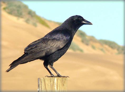 American Crow
