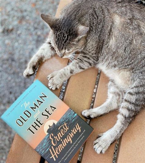 Well-known 6-Toed Cats At Ernest Hemingway Residence Survive Hurricane Ian - Arbana Osmani