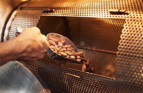 Worker Roasting Cocoa Beans While Working In A Chocolate Factory Stock ...