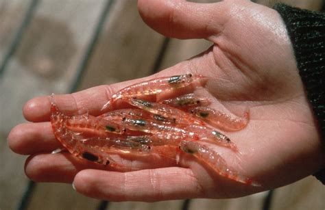 Managing the fishery for Antarctic krill: A brief review of important ...