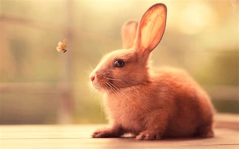 Bunny Cute Wallpaper,HD Animals Wallpapers,4k Wallpapers,Images ...