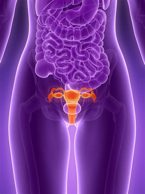 Anatomy Of Female Ovary On Blue Stock Illustration - Illustration of human, sexual: 26689925