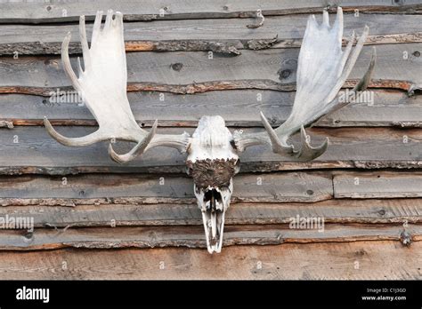 Moose Antlers, Alaska, USA Stock Photo - Alamy