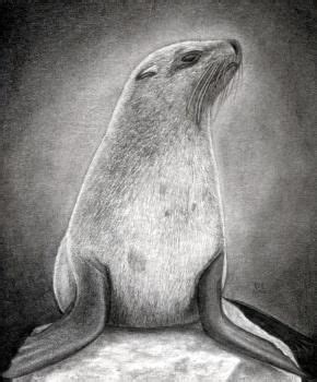 How to Draw a Realistic Seal, Cape Fur Seal, Step by Step, Sea animals ...