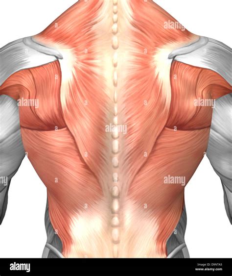 Mans Back Anatomy - Back Muscles Anatomy Male 3d Render Stock ...