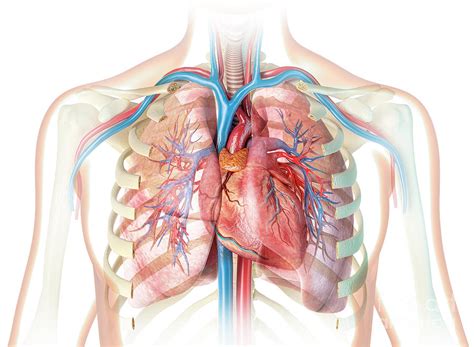 Human Chest Anatomy #3 Photograph by Leonello Calvetti/science Photo Library - Fine Art America