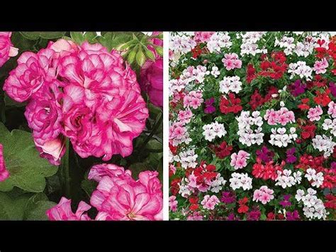 How to Plant Trailing Geraniums: Hanging Basket Guide - YouTube