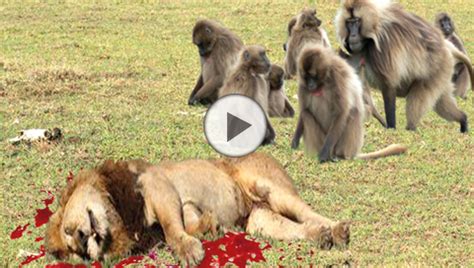 LION vs BABOON REAL FIGHT - videosanimalss