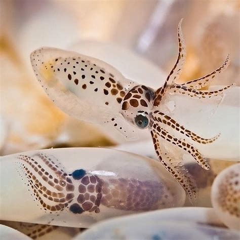 Baby squids hatching time! : r/awwnverts