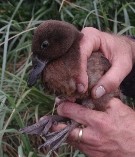 Wildlife highlights of Disappointment Island | Te Papa’s Blog