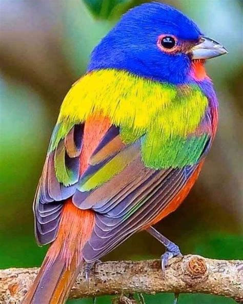 Beautiful Painted Buntings Are Colorful Birds That Perfectly Live Up To Their Name in 2022 ...