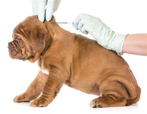 The microchipping process – Dogs.ie Help