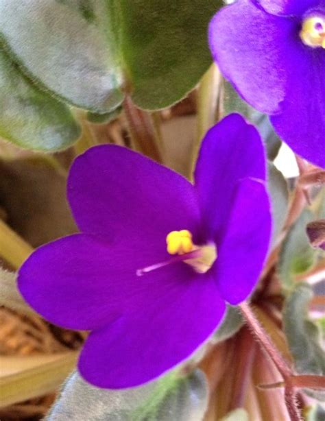 Purple African violet. Home grown by me!!! African Violet, Growing, Purple, Flowers, Plants ...