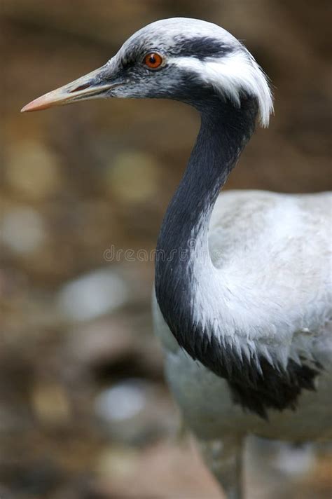 Blue Crane stock photo. Image of beak, wildlife, birds - 3614278