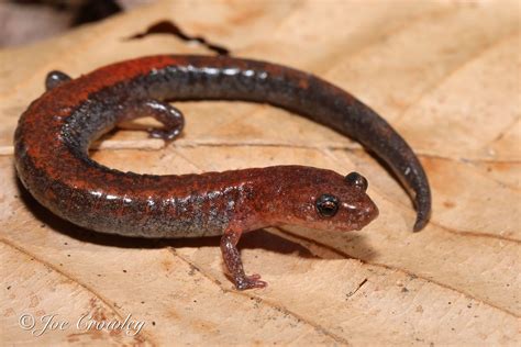 Eastern Red-Backed Salamander | The Canadian Encyclopedia