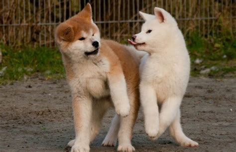 How Much Should An Akita Weigh And Grow? | MyPetCareJoy