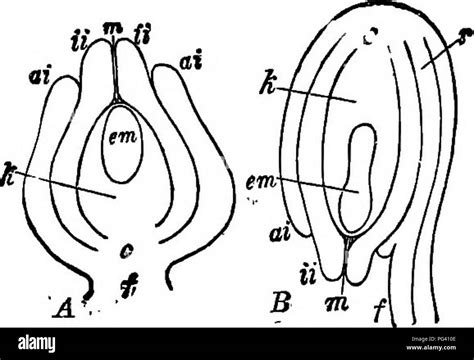 Embryo sac hi-res stock photography and images - Alamy