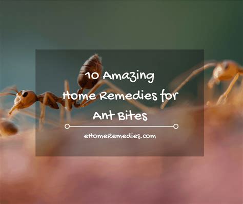 10 Amazing Home Remedies for Ant Bites