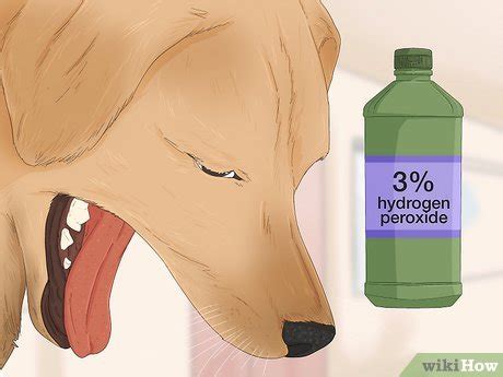 How to Make a Dog Vomit in an Emergency Situation