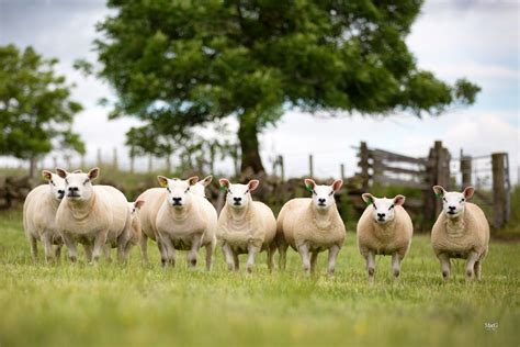 UK Sheep Breeds - Heritage Sheep Reproduction