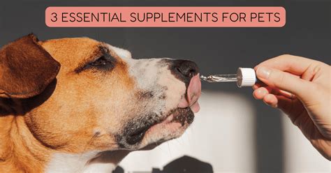 3 Essential Pet Supplements - Shoreline Happy Paws