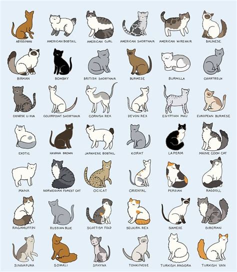 I love them all! | Cats illustration, Cat breeds chart, Cat breeds