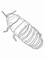 Madagascar Hissing Cockroach sketch template