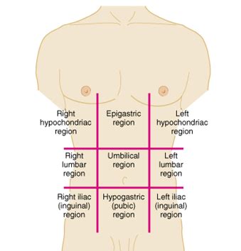 ANATOMI DIAN HUSADA: Pembagian Regio Abdomen