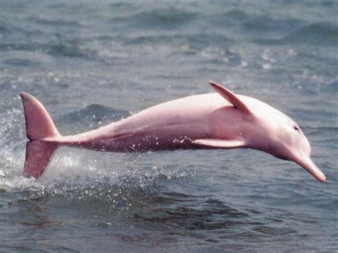 Pink Albino Dolphin | Albino dolphin, Pink amazon river dolphin, River ...