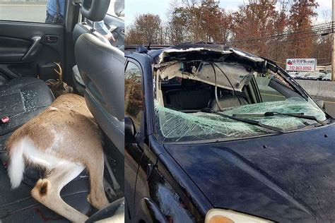 Deer crashes through NJ woman's SUV, ends up in backseat