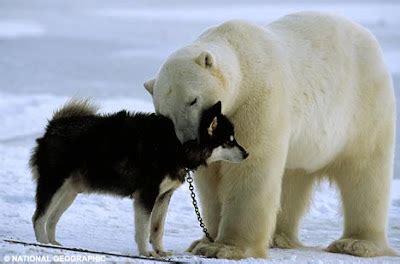 Polar bear vs Panda bear - The Student Room