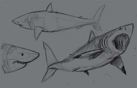 shark sketch before heading home | Shark drawing, Animal drawings, Nature sketch