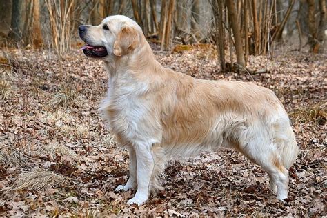 Golden Retriever Dog Breed Facts & Information | Rover.com