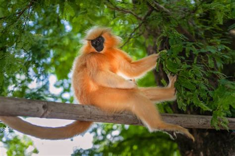 Golden Langur Stock Photos, Pictures & Royalty-Free Images - iStock