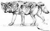 Wolf Alone Coloring page Printable sketch template