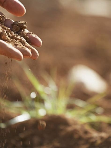 2 Common Grass Types That Can Thrive In Clay Soil - Days in Garden