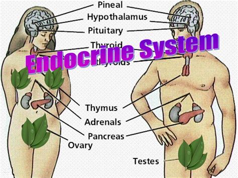 PPT - Endocrine System PowerPoint Presentation, free download - ID:4724201