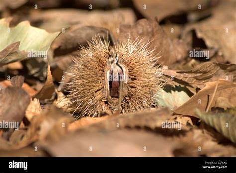 Chestnut oak tree hi-res stock photography and images - Alamy